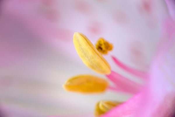 Jones, Adam 아티스트의 Pink lily flower작품입니다.